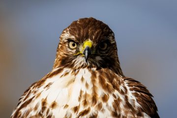 Cooper's Hawk
