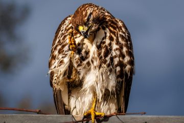 Cooper's Hawk