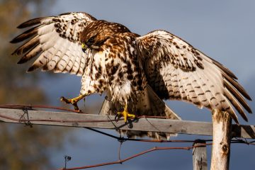 Cooper's Hawk