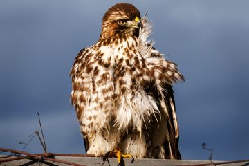 Cooper's Hawk