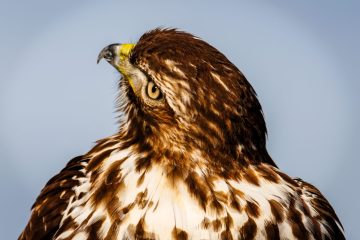 Cooper's Hawk