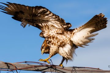 Cooper's Hawk