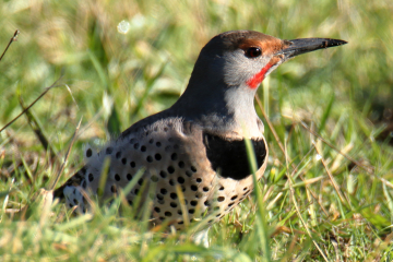 Northern Flicker