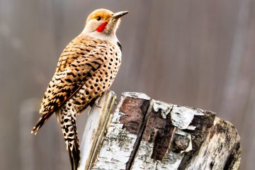 Northern Flicker