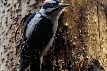 Downy Woodpecker