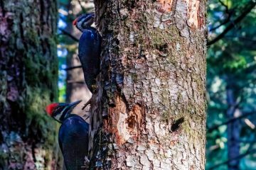 Pileated Woodpecker
