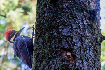 Pileated Woodpecker