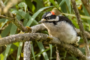 Downy Woodpecker