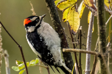 Downy Woodpecker