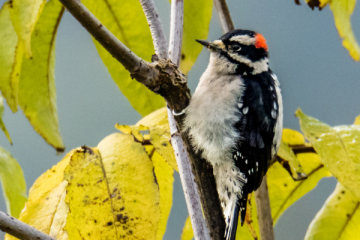 Downy Woodpecker