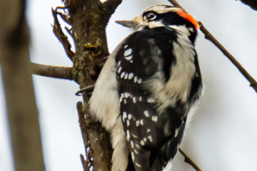 Downy Woodpecker