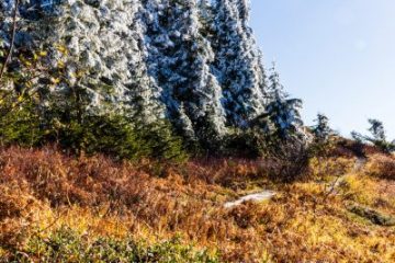 Pine trees with ice on top