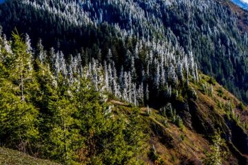 Pine trees with ice on top