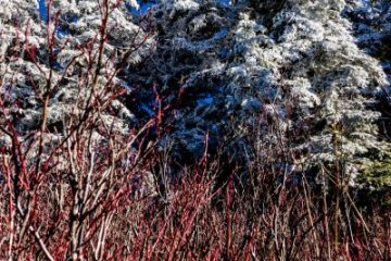 Pine trees with ice on top