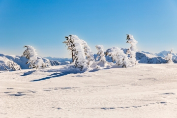 Frozen trees on Flatiron