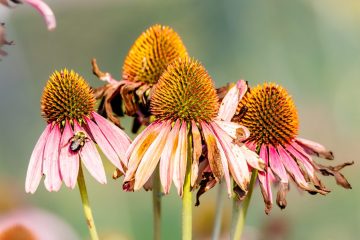 IMG_8730_20230826-scaled