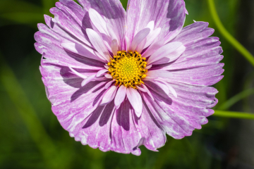 Cosmos