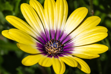 Blue Eyed Beauty - African Daisy