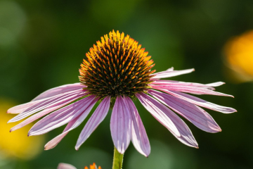 Purple Coneflower