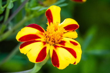 Marigolds