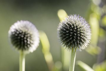 20250713-IMG_0945-scaled