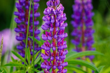 Lupine