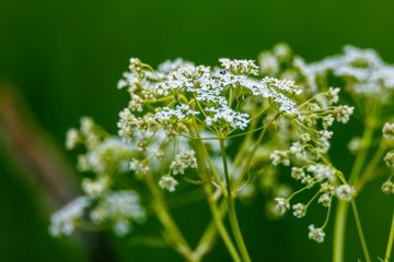 IMG_3148_20220528-scaled