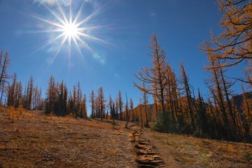 Golden Larches on Frosty Mountain