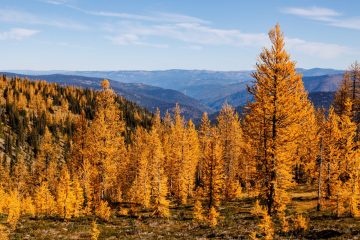 Golden Larches on Frosty Mountain
