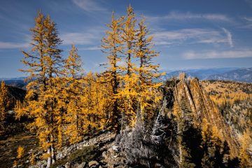 Golden Larches on Frosty Mountain
