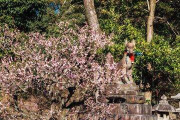 Fushimi Inari Shrine