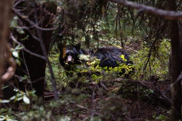 A bear sighting