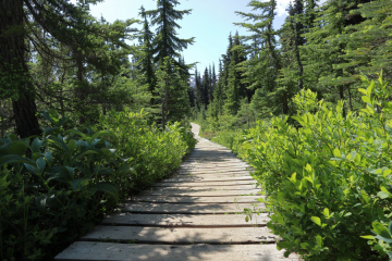 Taylor Meadow Board Walk