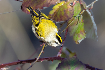 Golden-crowned Kinglet
