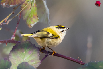 Golden-crowned Kinglet