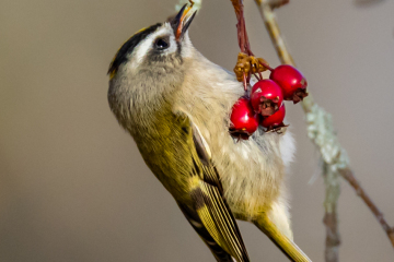 Golden-crowned Kinglet