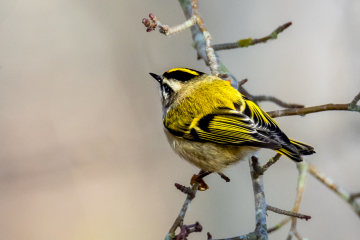 Golden-crowned Kinglet
