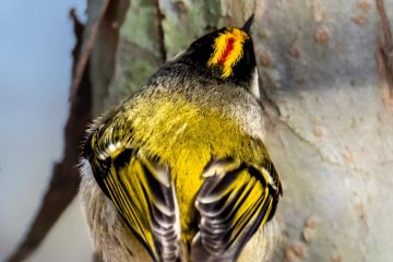 Golden-crowned Kinglet