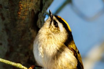 Golden-crowned Kinglet
