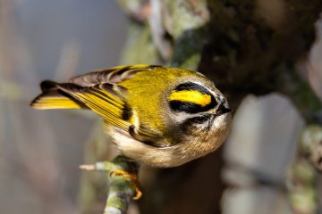 Golden-crowned Kinglet