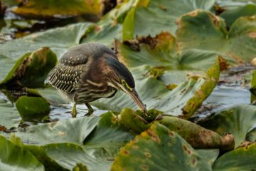 Green Heron