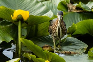 Green Heron