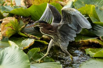 Green Heron