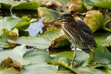 Green Heron