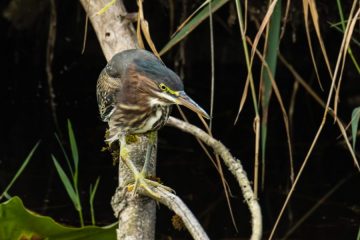 Green Heron