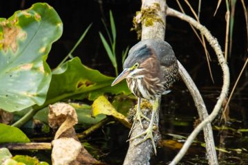 Green Heron