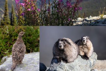 Ruffed Grouse - Marmot - Chipmunk