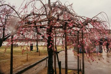 Cherry blossom in the court yard of Himeji castle