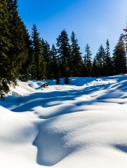 Hollyburn Peak