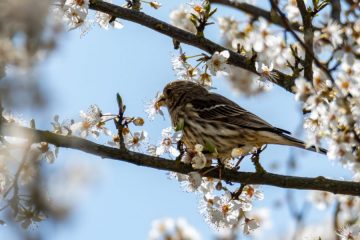 IMG_4670_20210325-scaled